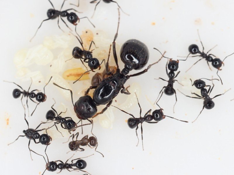 Муравьи MESSOR STRUCTOR (Матка и 20-50 рабочих)