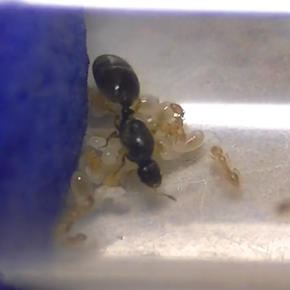 SOLENOPSIS FUGAX муравей вор