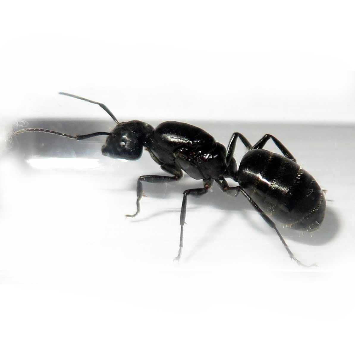Муравьи CAMPONOTUS VAGUS