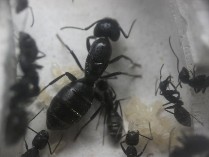 Муравьи CAMPONOTUS VAGUS
