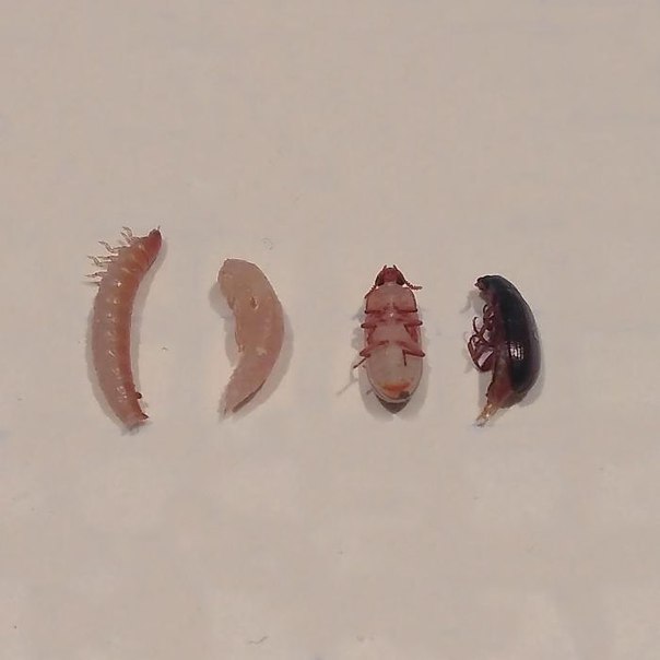 Белковый корм жук знахарь (чернотелка).