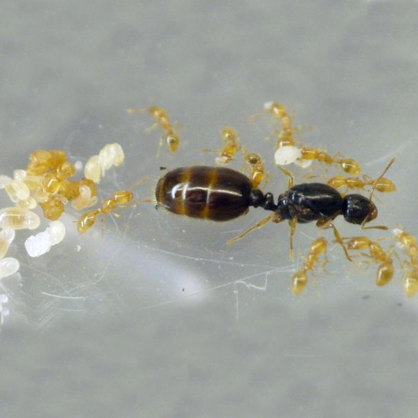 SOLENOPSIS FUGAX муравей вор