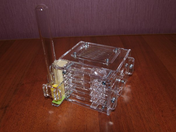 Муравьиная ферма для новичка формикарий