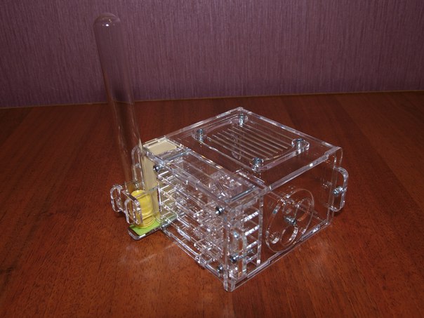 Муравьиная ферма для новичка формикарий