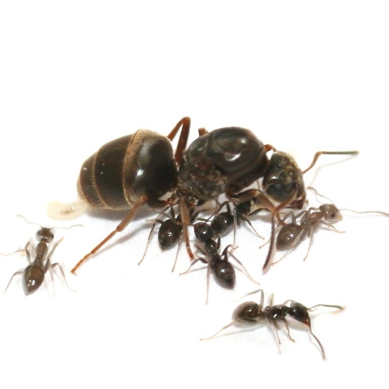 Муравьи Lasius niger