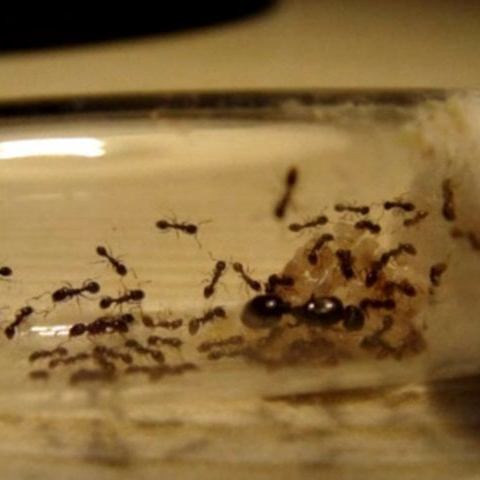 Муравьи tetramorium caespitum