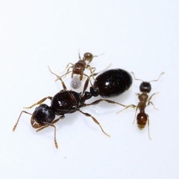 Муравьи tetramorium caespitum